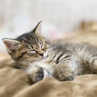 ソファーの上で気持ちよさそうに昼寝する子猫の写真