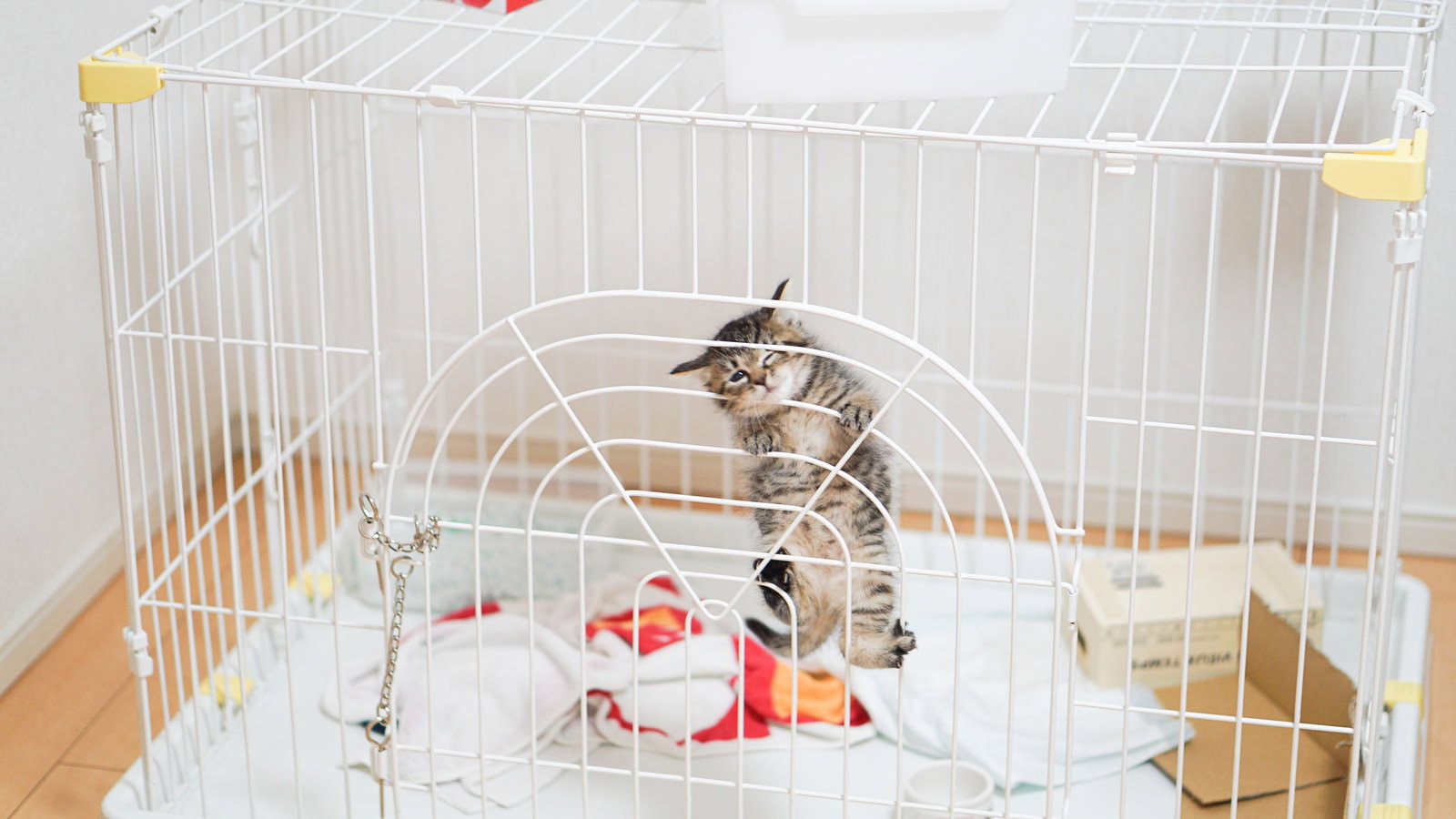 白いケージの中で外を見つめる茶色と白の子猫