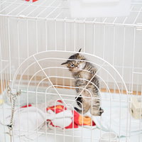 ゲージから出してくれと必死に訴える子猫の無邪気な仕草の写真