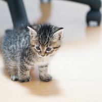 ひとりぼっちでうなだれる子猫の写真