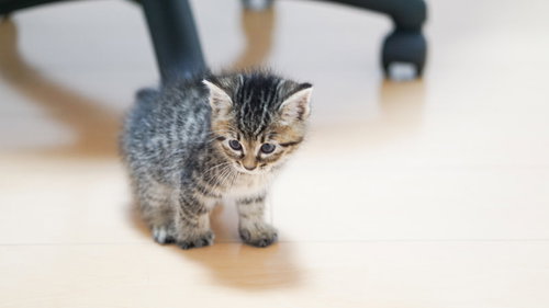 ひとりぼっちでうなだれる子猫