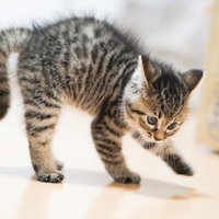 よちよち歩きの子猫ちゃん、キジトラ模様の室内での成長記録の写真