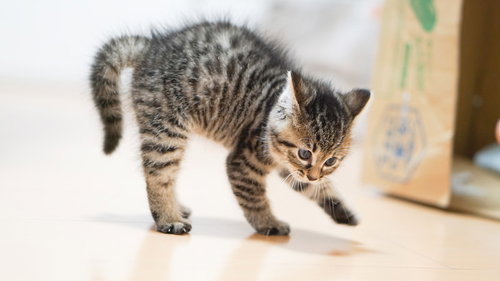 よちよち歩きの子猫ちゃん、キジトラ模様の室内での成長記録