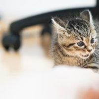 飼い主の足の臭いに怒りを覚える子猫の威嚇の写真