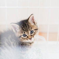 ゲージの中から大きな瞳で見つめる子猫ちゃんの写真