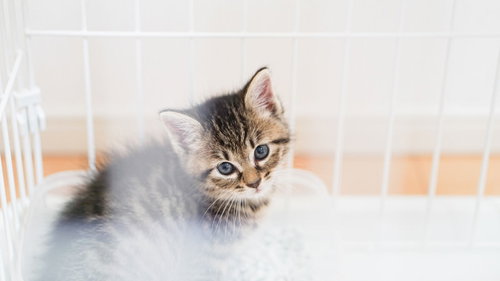 ゲージの中から大きな瞳で見つめる子猫ちゃん