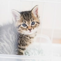 ゲージ越しにこちらを見つめる茶トラ模様の子猫の写真