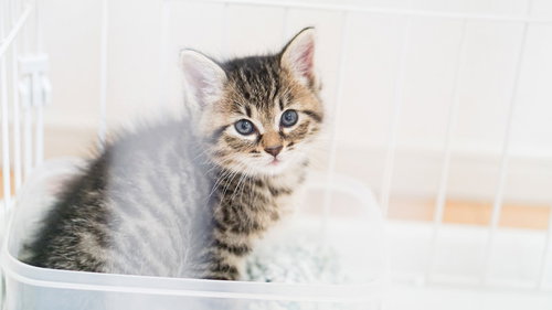 ゲージ越しにこちらを見つめる茶トラ模様の子猫