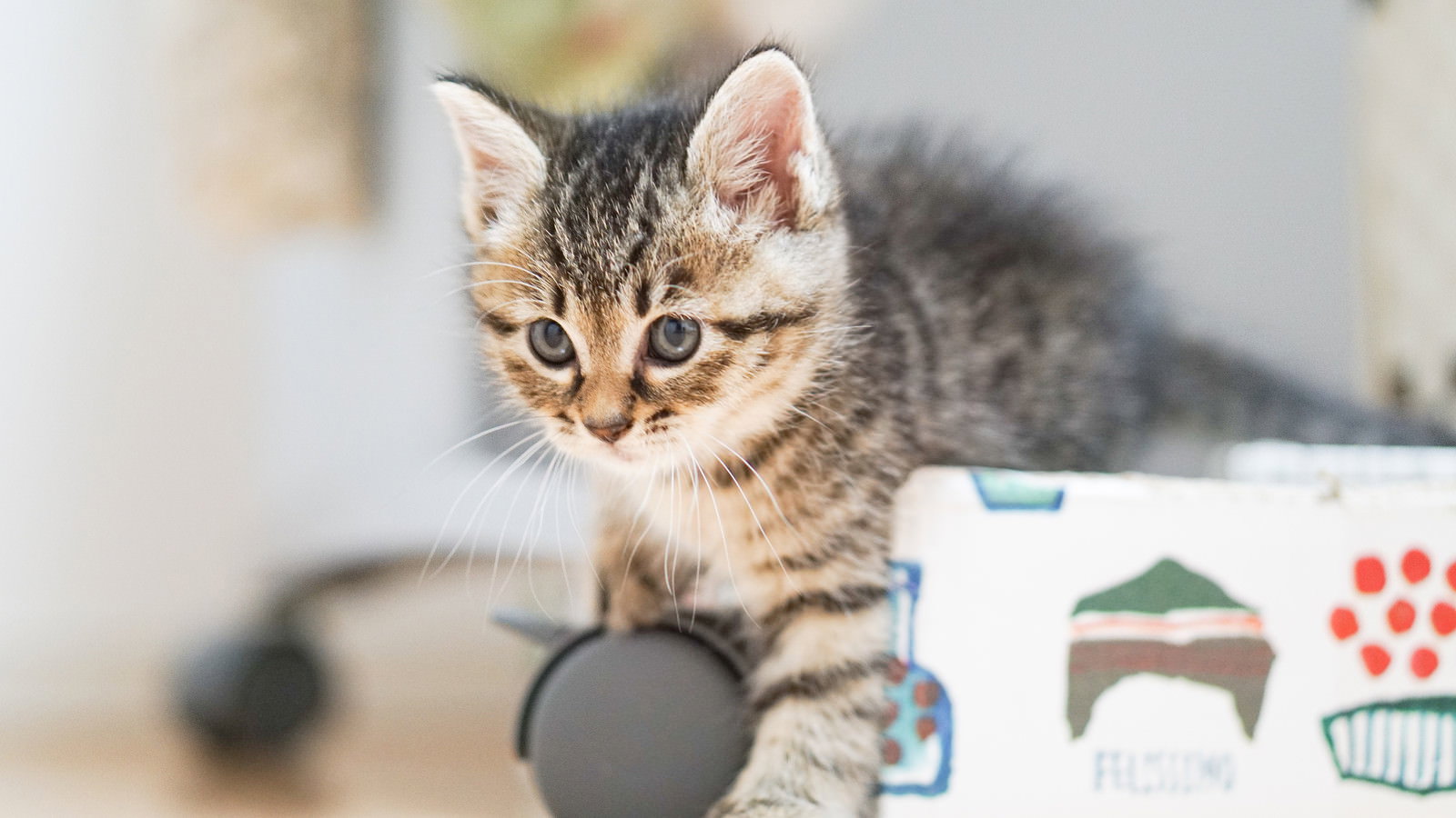 つぶらな瞳で何かを見つめる縞模様の子猫