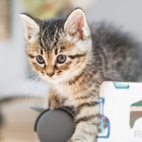 つぶらな瞳で何かを見つめるグレーとブラウンの縞模様の子猫の写真