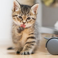 おすわりして右足をぺロペロする子猫の毛繕いの写真