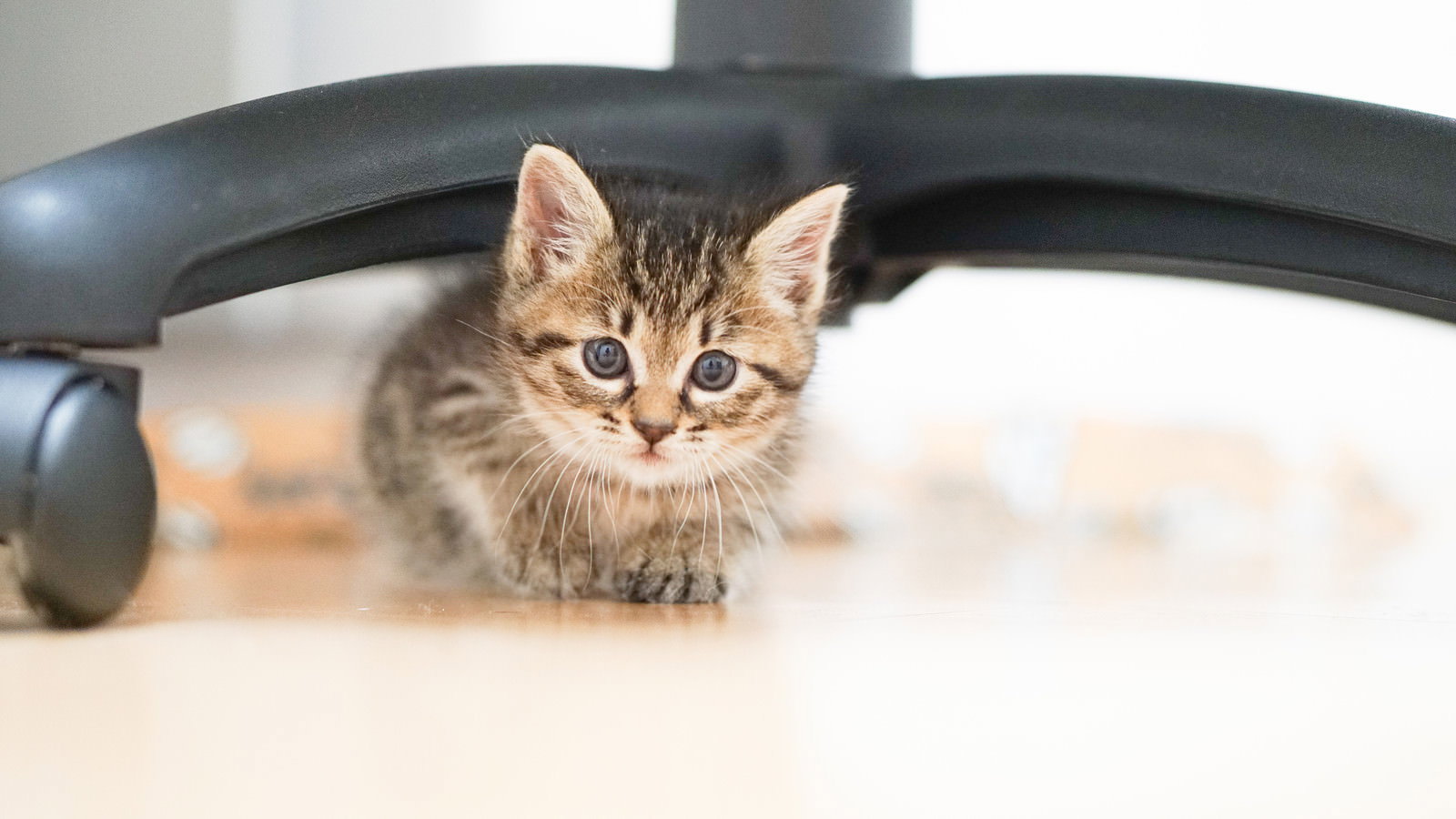 椅子の下から恥ずかしそうに顔を出すつぶらな瞳の茶トラ子猫