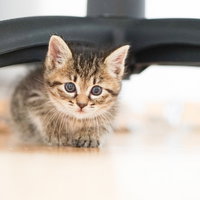 つぶらな瞳で顔を出す恥ずかしがりやの子猫のかくれんぼの写真