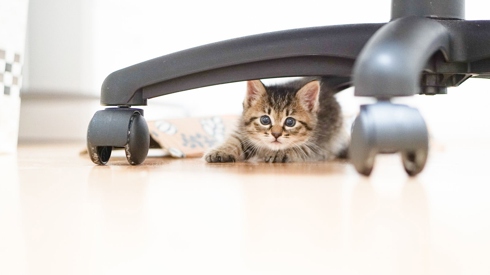 椅子の下でこちらを見る子猫