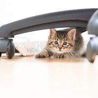 椅子の下に隠れる子猫ちゃんの写真