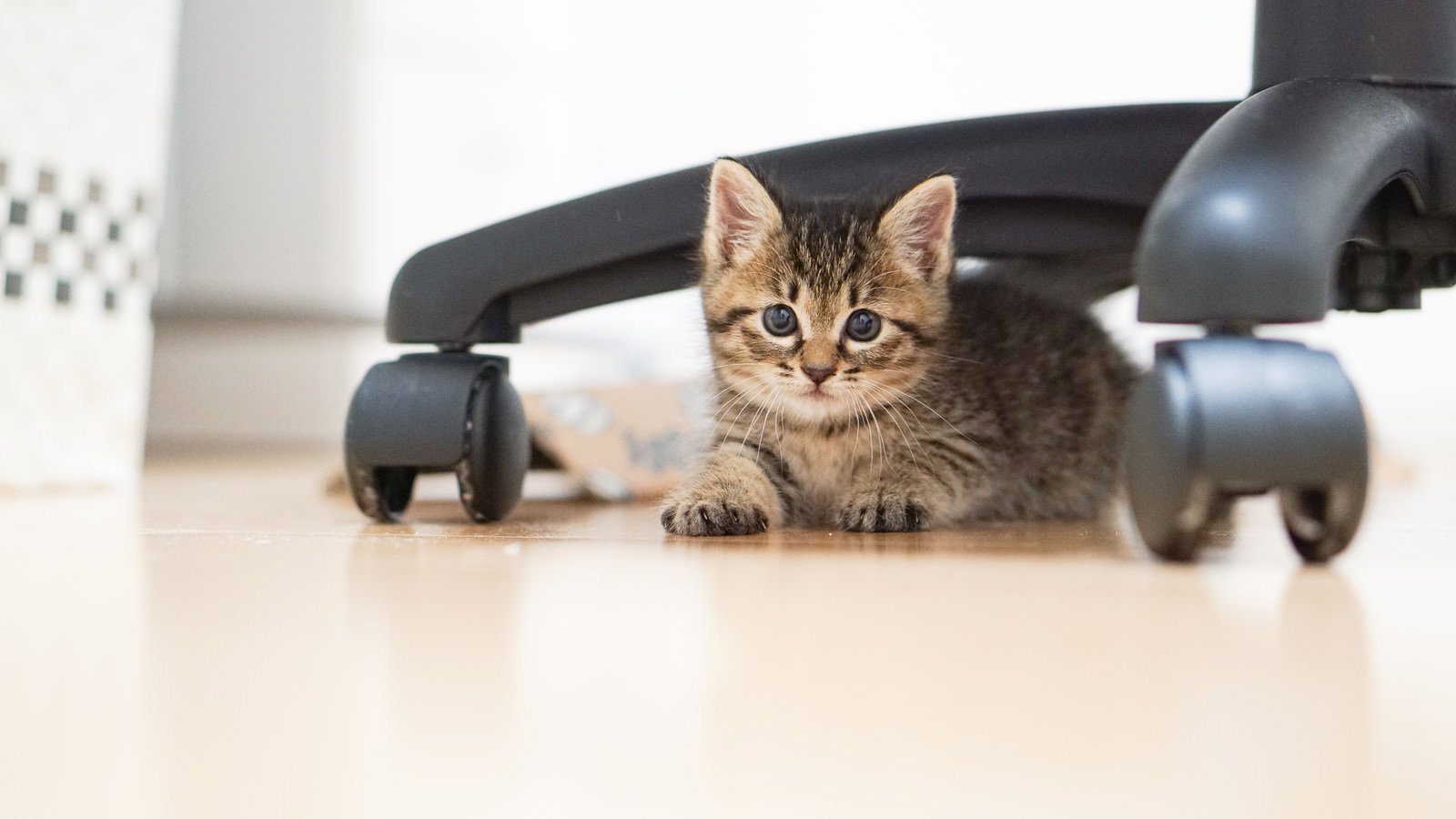 オフィスチェアの下から大きな瞳でこちらを見つめる茶トラの子猫
