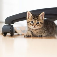 オフィスチェアーの下からつぶらな瞳で見つめる恥ずかしがりやな子猫の写真
