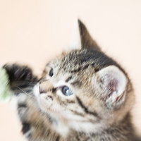 ねこじゃらしに向かって猫パンチをする子猫の写真