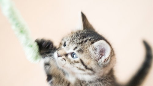 ねこじゃらしに向かって猫パンチをする子猫