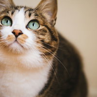 いつもと様子がちがう... ん！？の写真