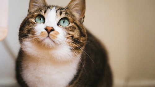 いつもと様子がちがう... ん！？