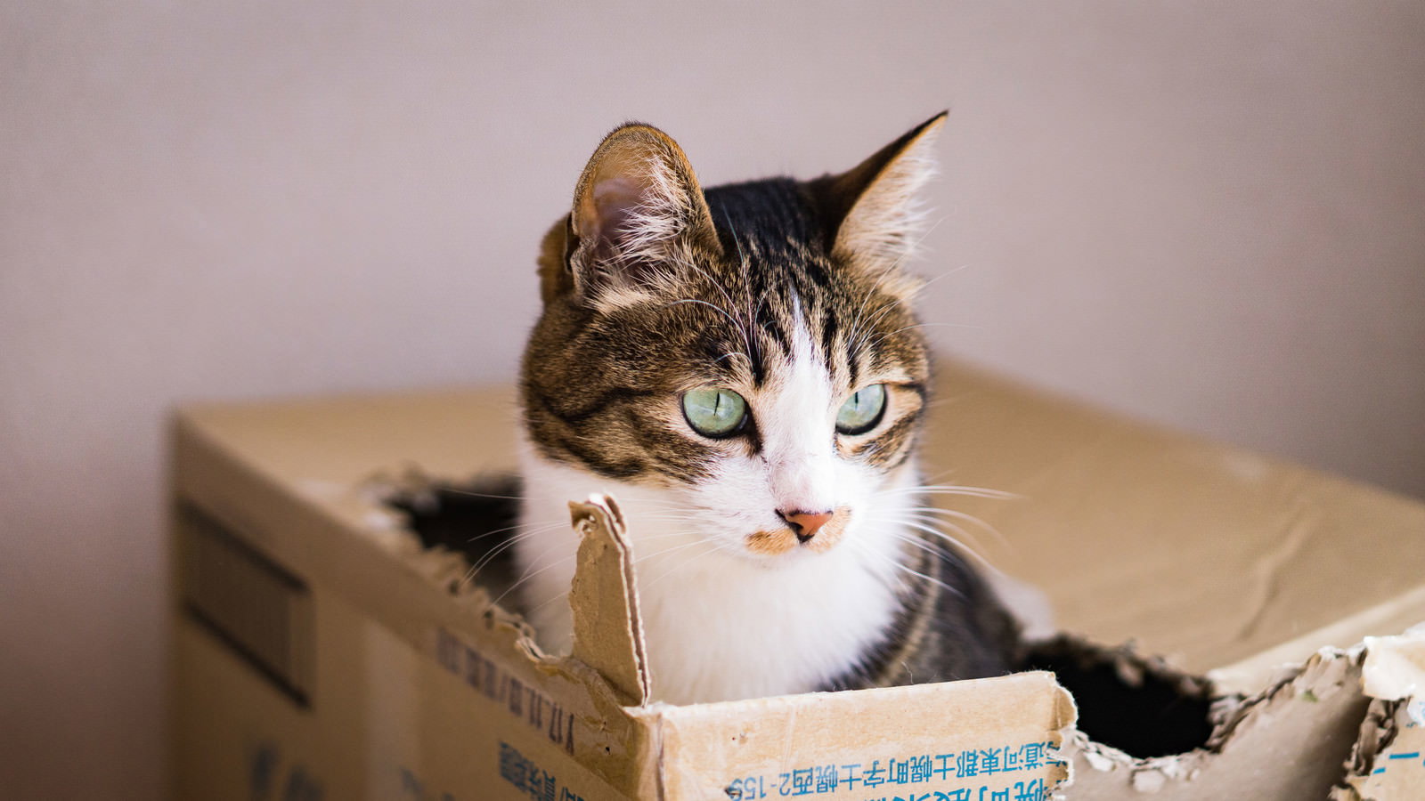 ダンボール箱から顔を出している茶白の猫