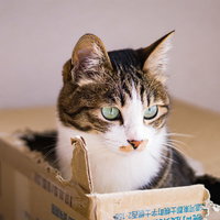 案の定、ダンボール箱を破って顔を出してきた猫の写真