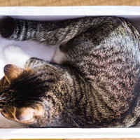 すっぽり箱入り猫、ダンボールでくつろぐ茶トラの写真