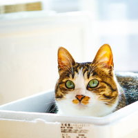 箱の中でくつろぐ茶トラ猫の写真