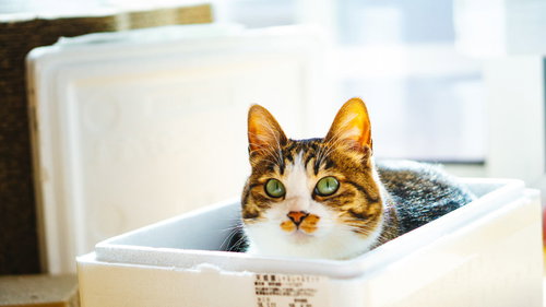 箱の中でくつろぐ茶トラ猫