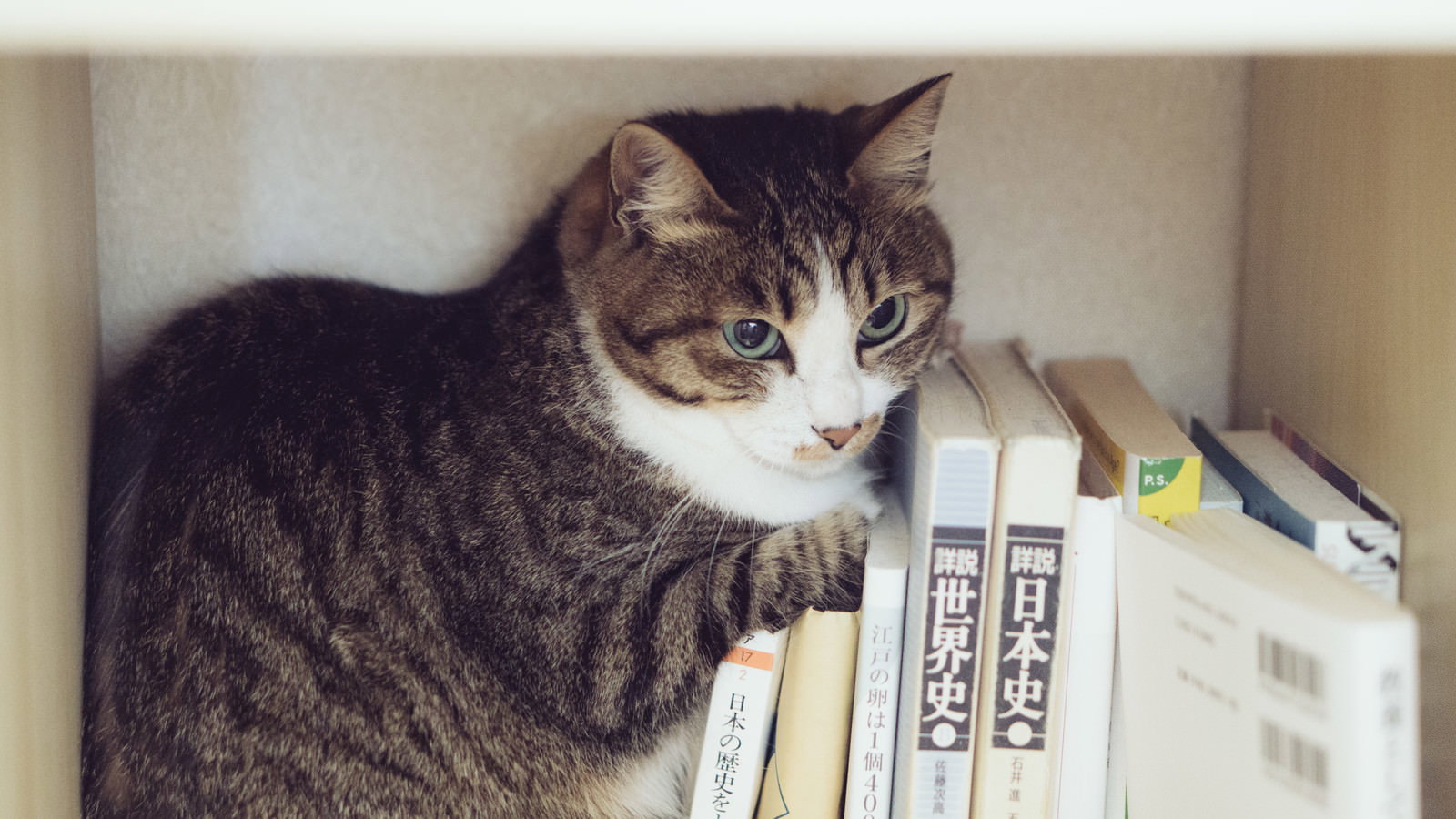 本棚の本の間に隠れている茶色と白の毛色の猫
