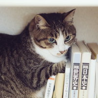 本棚に隠れるにゃんこの警戒する表情、茶白模様の写真