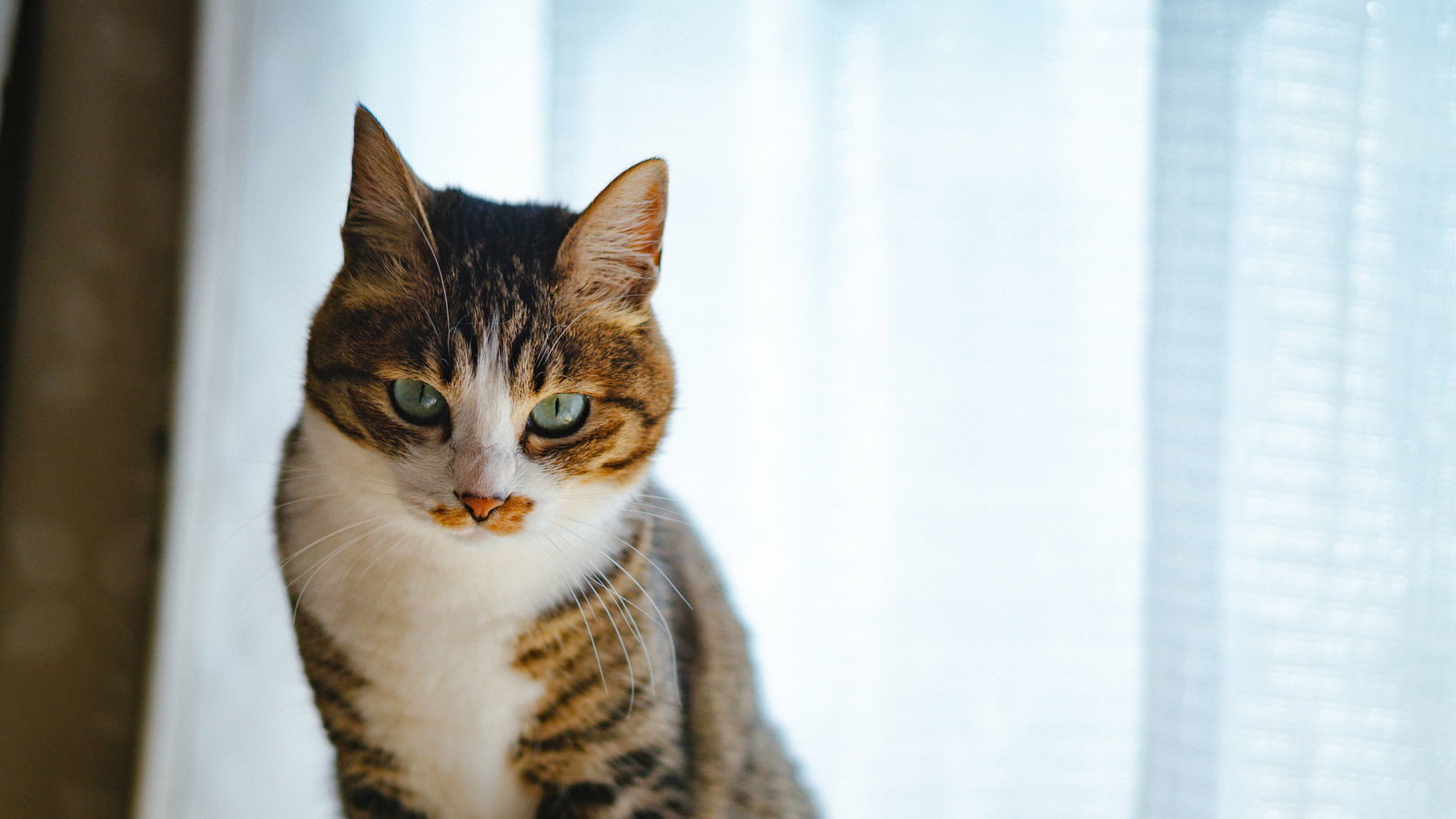 鋭い視線でこちらを睨みつけるキジトラ模様の猫