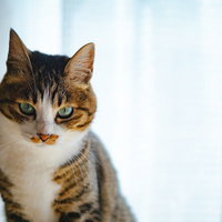 猫の怒りのサイン、睨みつける表情と警戒心の写真