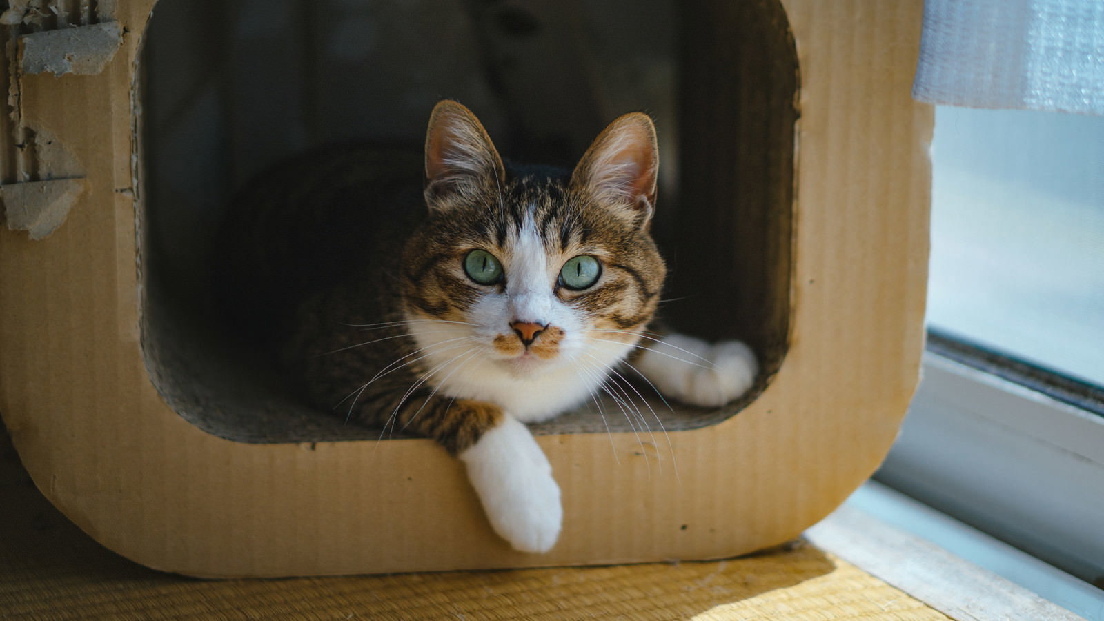 段ボール箱の中から顔を出してくつろいでいる茶白の猫