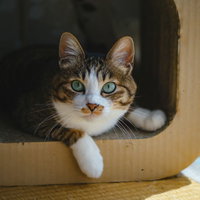 何か用ですか？段ボール箱の中でくつろぐ猫の写真