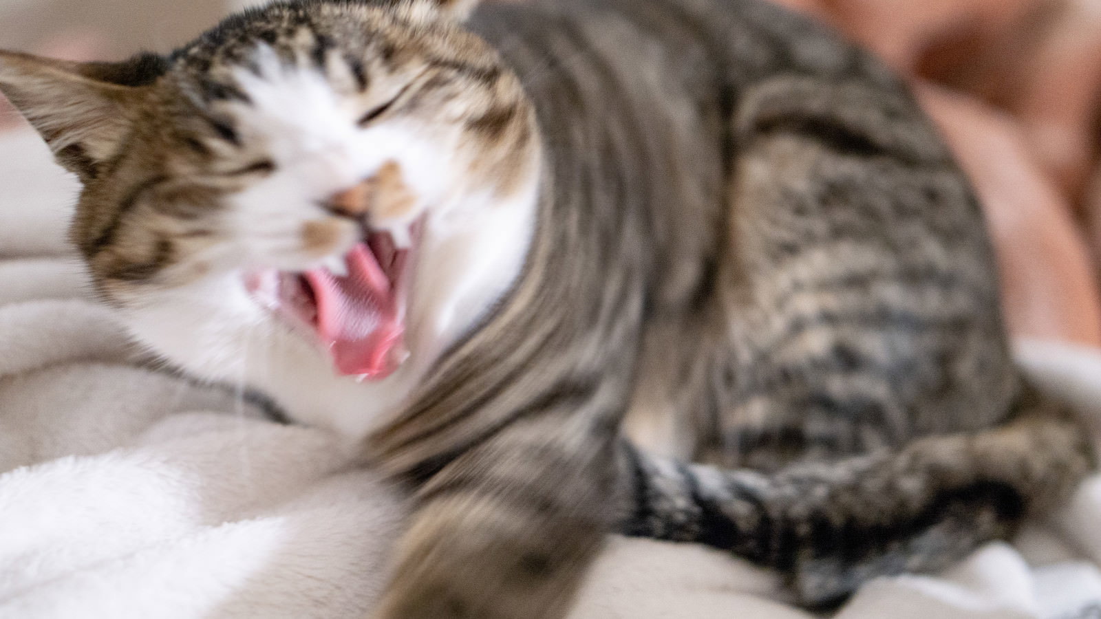 ベッドの上で大きな口を開けてあくびをしている茶トラ猫