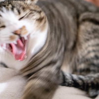 ヘウーッと大きく口を開けてあくびする茶トラ猫の写真