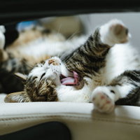 今日も一日頑張ったにゃん、大きなあくびをする猫の写真