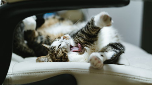 今日も一日頑張ったにゃん、大きなあくびをする猫