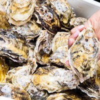 箱いっぱいの新鮮な殻付き牡蠣の写真