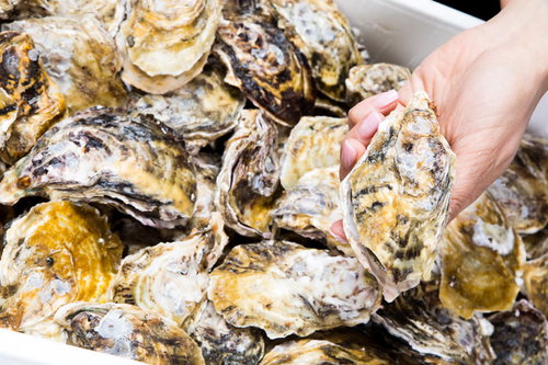 箱いっぱいの新鮮な殻付き牡蠣