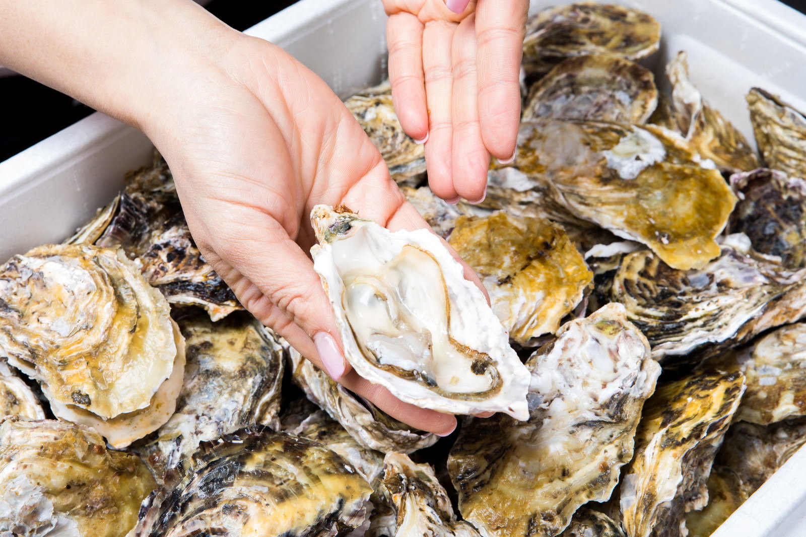 新鮮な恵比須牡蠣をナイフで開いている手元の様子