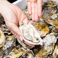 新鮮な恵比須牡蠣をナイフで開く手元の調理風景の写真