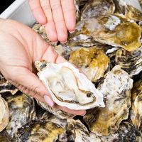 おいしくて新鮮な生牡蠣はいかがですか？の写真