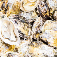 てんこ盛りの生牡蠣（恵比須かき）の殻付き新鮮な牡蠣の写真