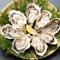 檜葉を敷いたザルに盛り付けた新鮮な生牡蠣の写真