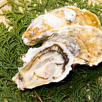 殻付きの最高級生かき、恵比須牡蠣、新鮮で濃厚な味わいの写真