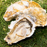 檜葉の上に盛られた恵比須牡蠣と生牡蠣の写真