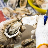 専用ナイフで恵比須牡蠣の殻をむく調理工程の写真